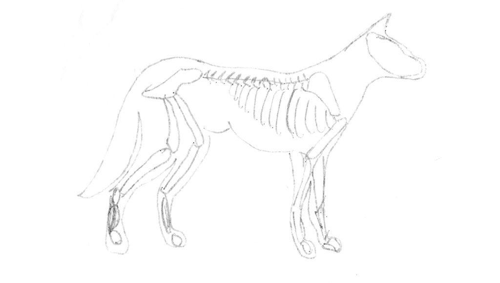 Skelett des Hundes